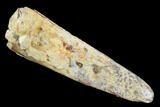 Bargain, Fossil Pterosaur (Siroccopteryx) Tooth - Morocco #127693-1